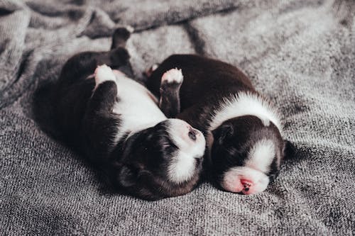 Free Cute newborn puppies sleeping on crumpled plaid at home Stock Photo