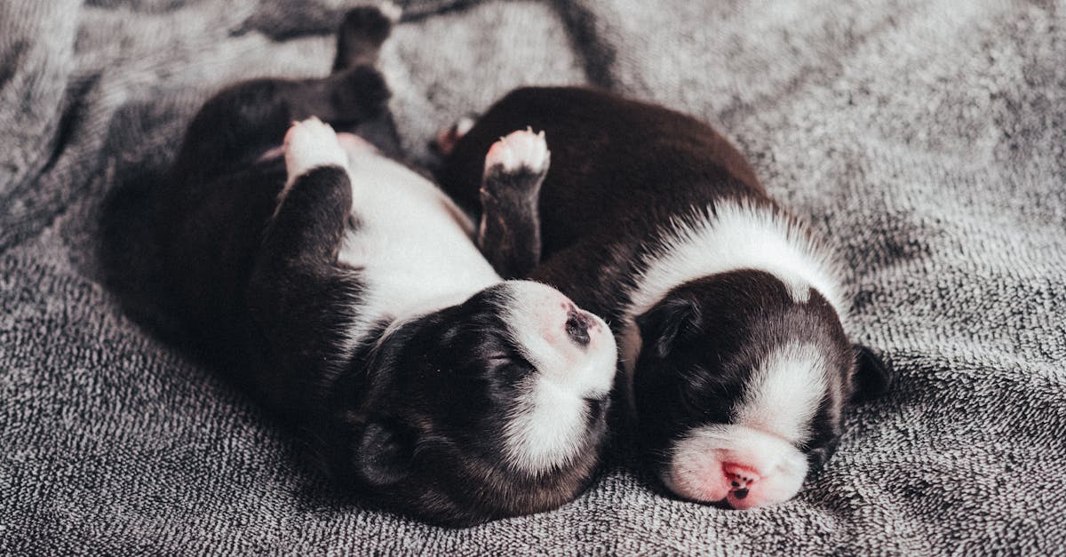 How to deform newborn puppies at home