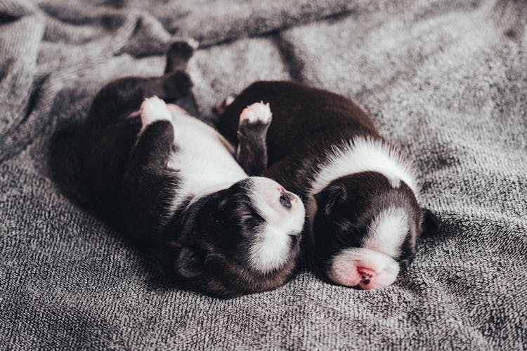 Cute Newborn Puppies Sleeping On Crumpled Plaid At Home