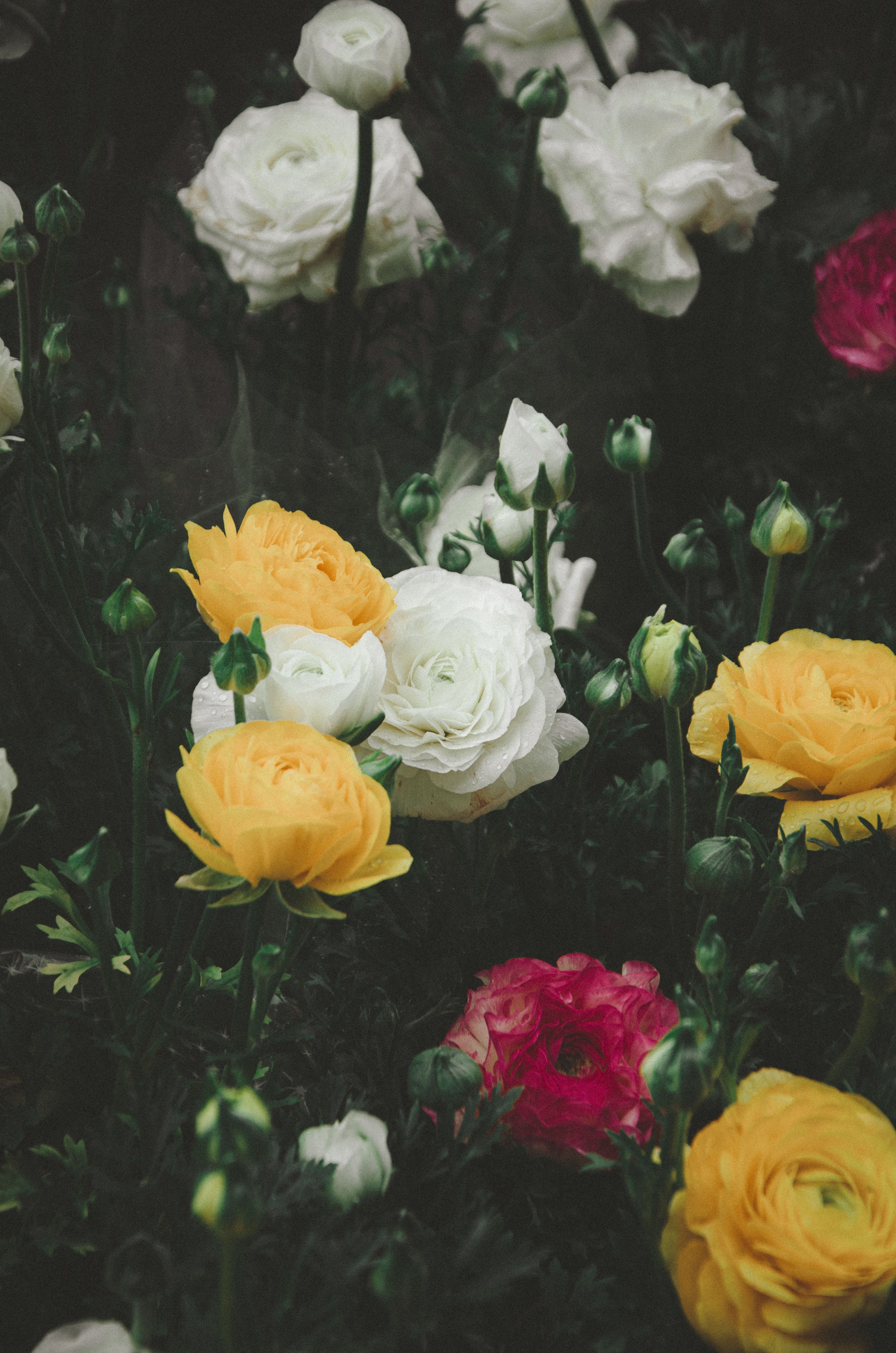 Colorful ranunculus flowers blooming in a vibrant garden setting.