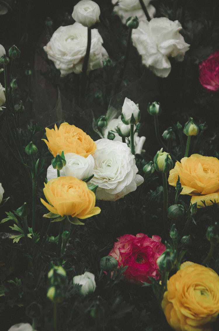 Colorful Roses Growing In Garden