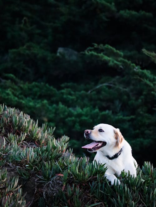 Gratis lagerfoto af bakke, bane, dyrefotografering