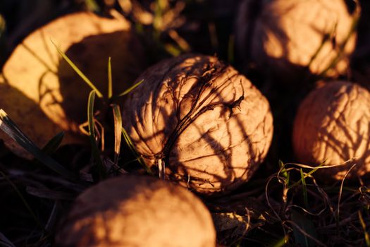 Detailed close-up of walnuts casting shadows in natural light.