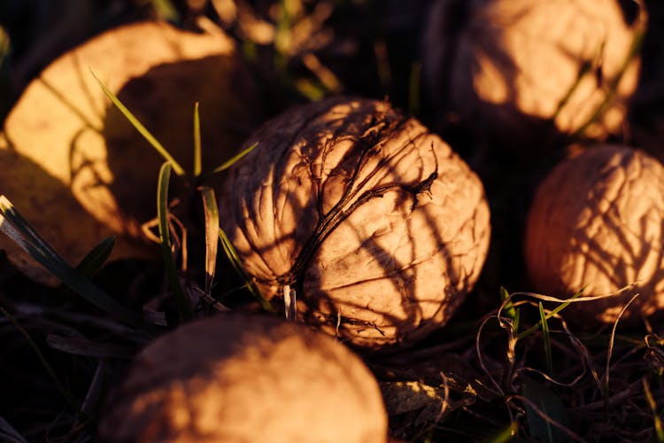 Close Up Shot Of A Brown Coconut