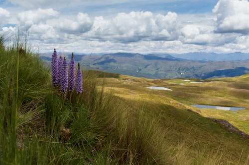 山, 田舎, 紫色の花の無料の写真素材