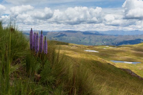 Free Purple lupines bloom amidst the scenic Cuzco highlands, capturing Peru's natural beauty. Stock Photo