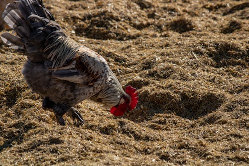 Chicken on Haystack