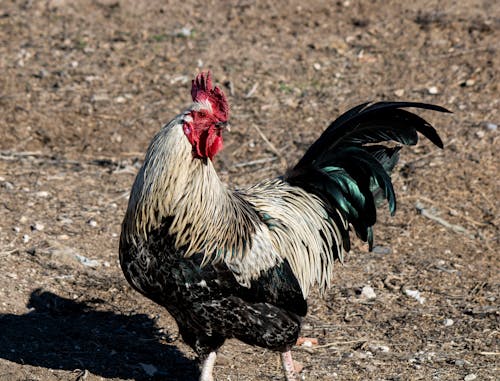 Photos gratuites de bétail, coq, exploitation agricole