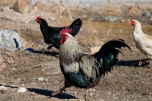 Rooster Waking on Dirt Ground