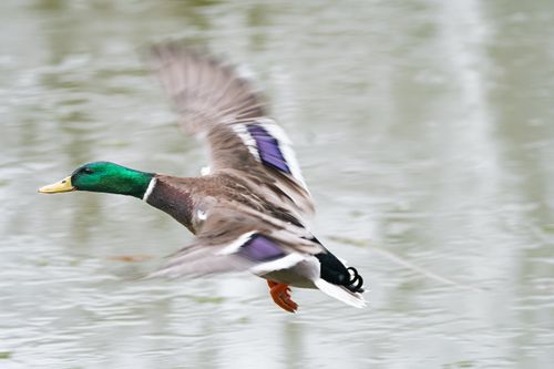 Free A vibrant male mallard duck captured mid-flight above a serene water surface. Stock Photo