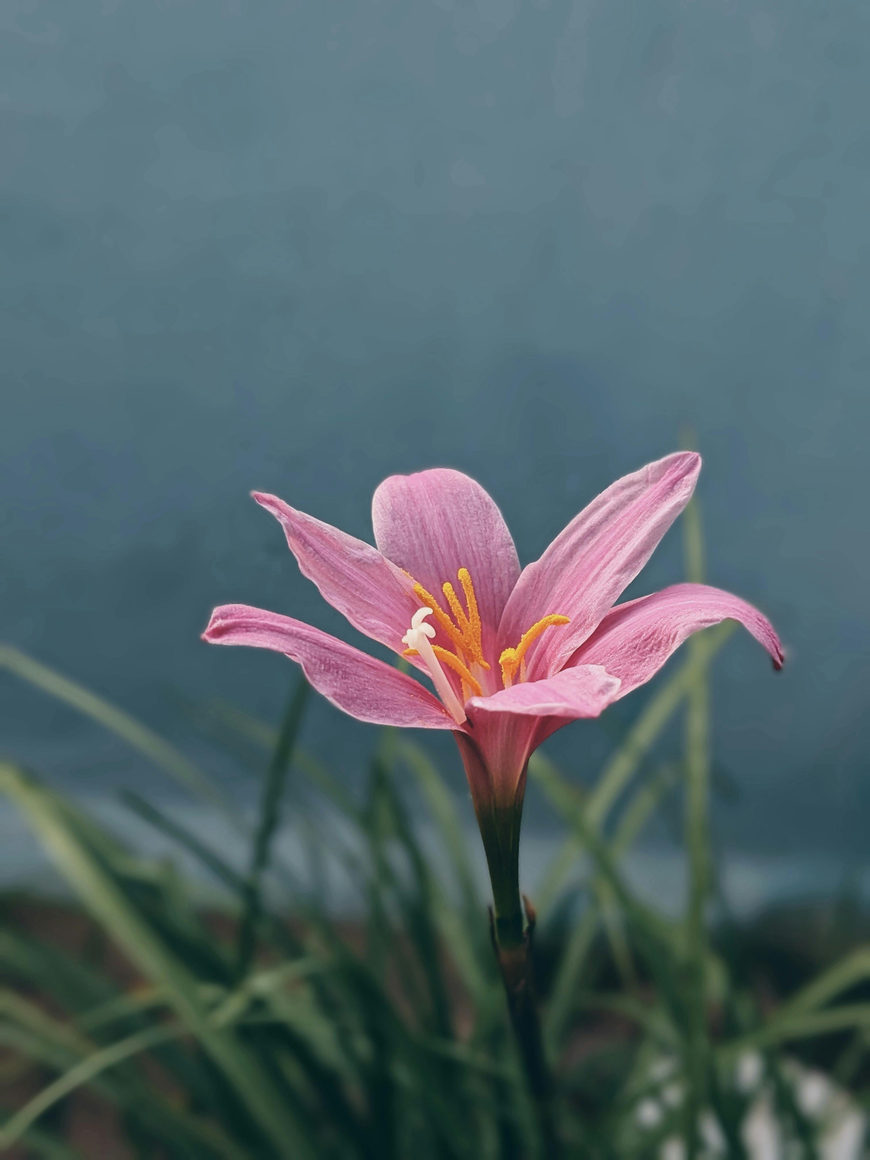 Close-up of a vibrant pink Zephyr Lily blooming in a garden in Dindigul, India.