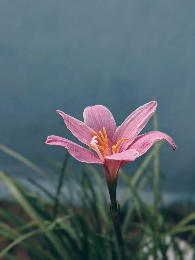 Close-up Of A Pink Lily