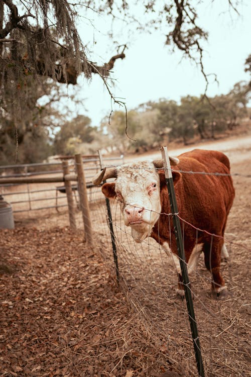 Darmowe zdjęcie z galerii z bydło, gospodarstwo, krowa