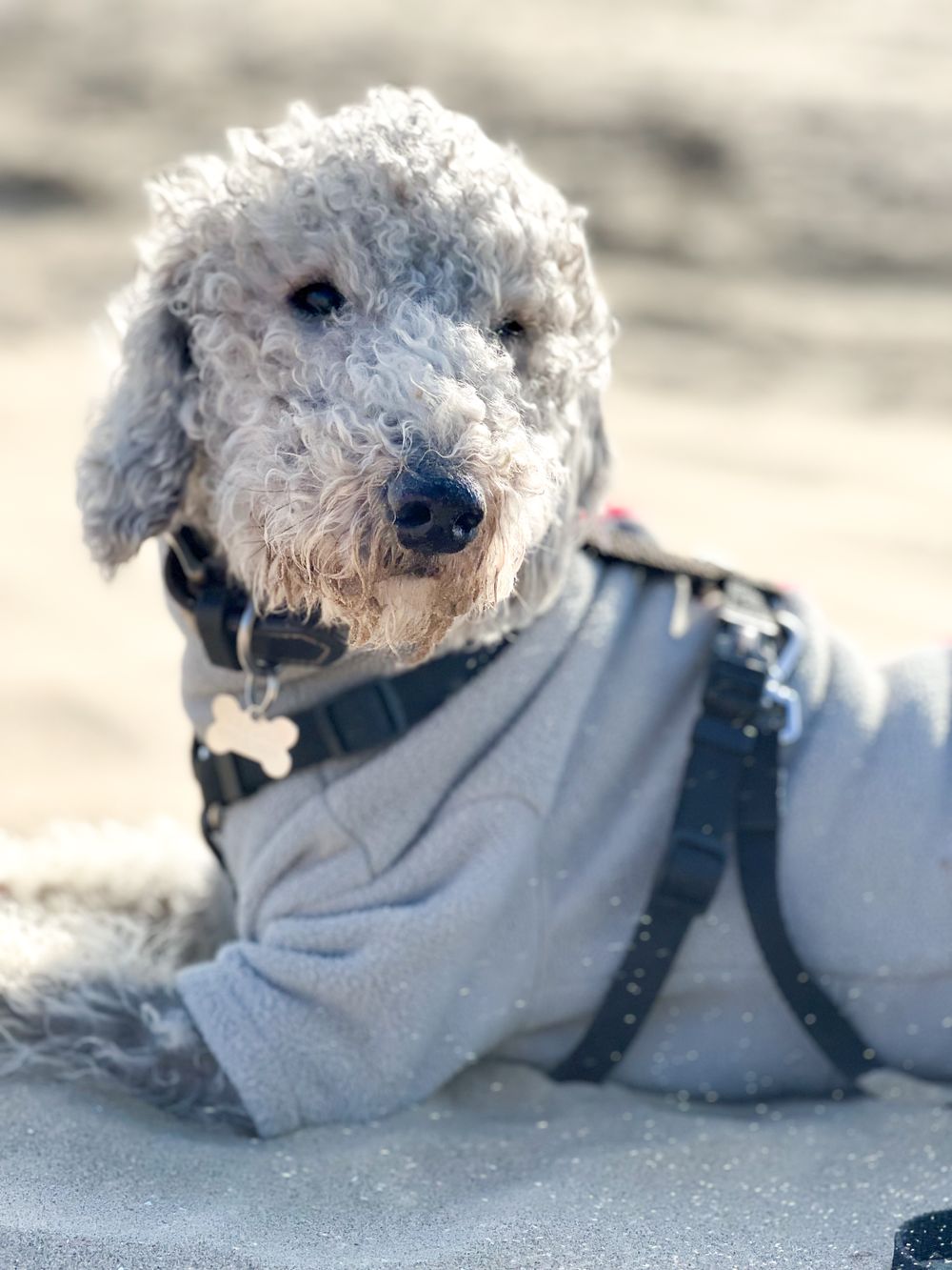 Bedlington Terrier, photo 5