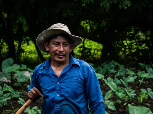 Free A farmer wearing a blue shirt and hat stands among green plants in the field. Stock Photo