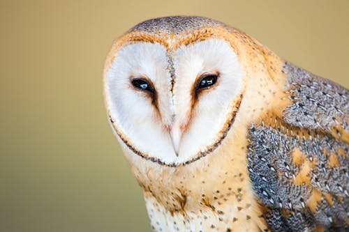 Close-Up Photo of Beige and Gray Barn Owl