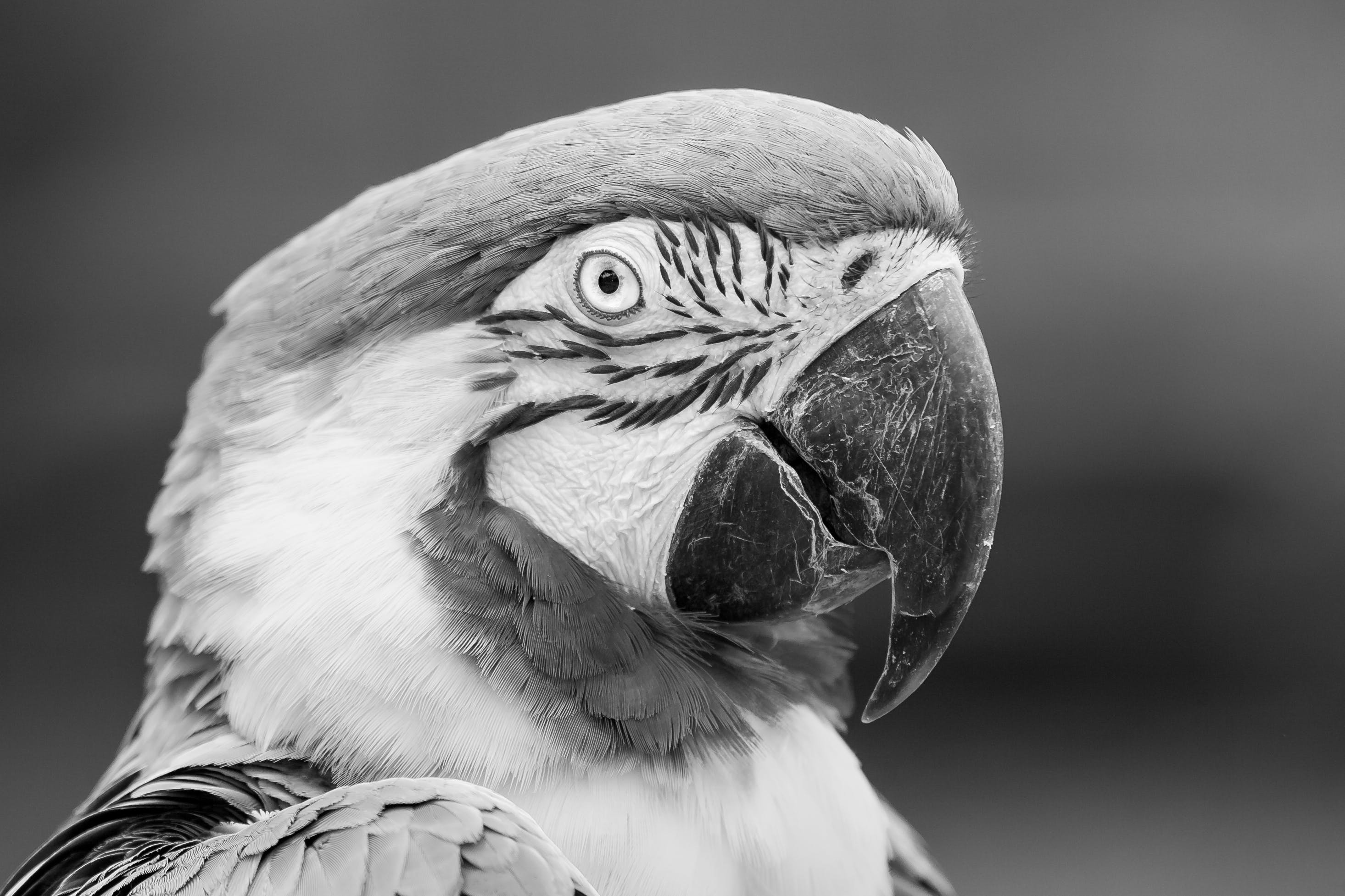grayscale-photography-of-parrot-free-stock-photo