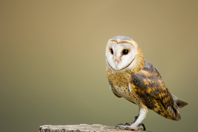 Close-up Photo Of An Owl 