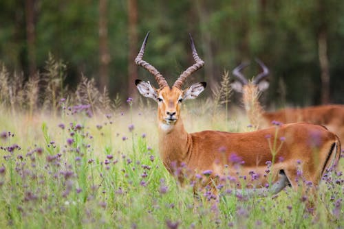 İki Kahverengi Impala