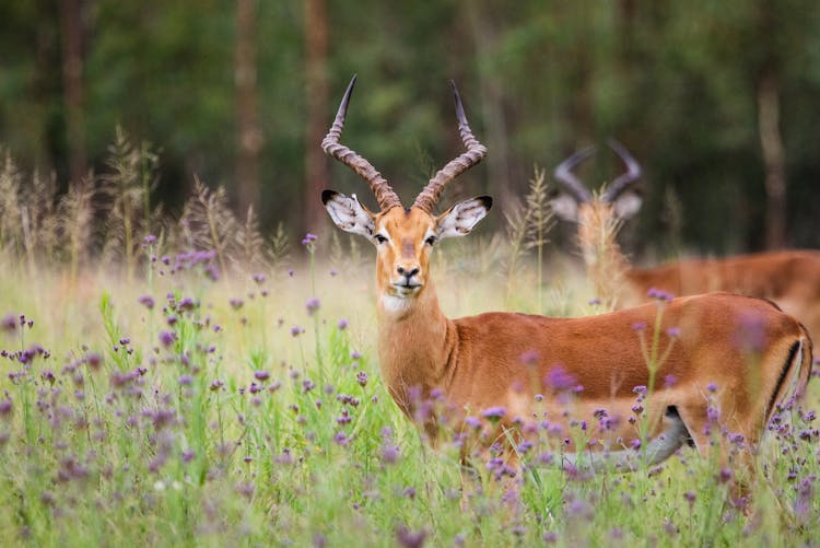 Two Brown Impala