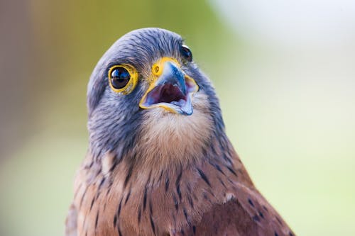 Oiseau Brun Et Gris