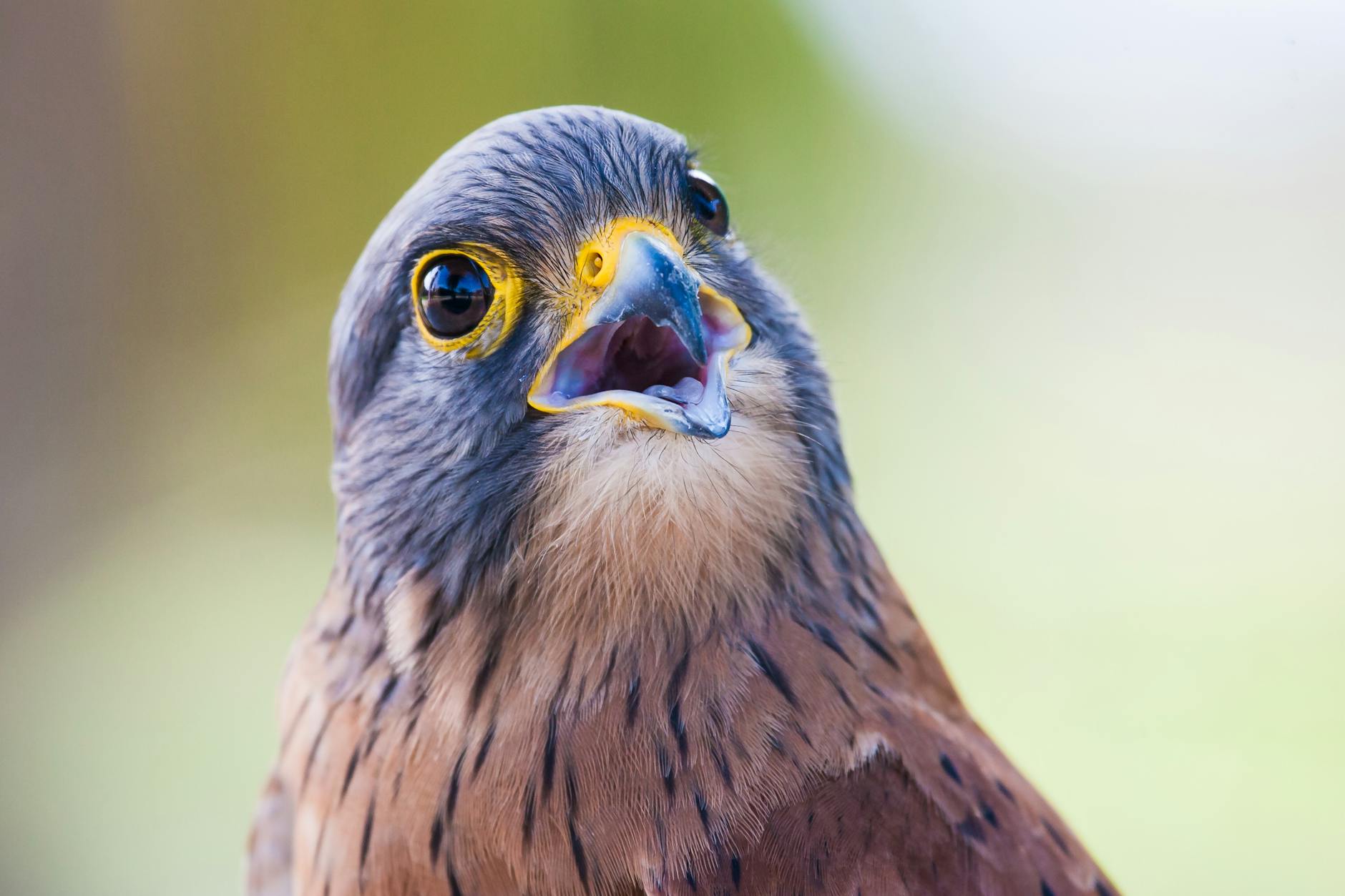 brown bird with open mouth