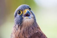 这是一张充满活力的猎鹰特写，细节清晰，特征引人注目，展现了野生动物的美丽