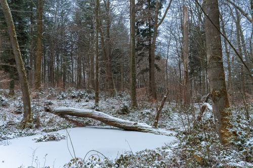 Free Serene winter forest landscape with snow-covered ground and fallen tree. Stock Photo