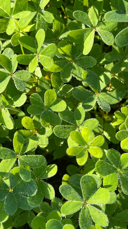 Lush Green Leaves