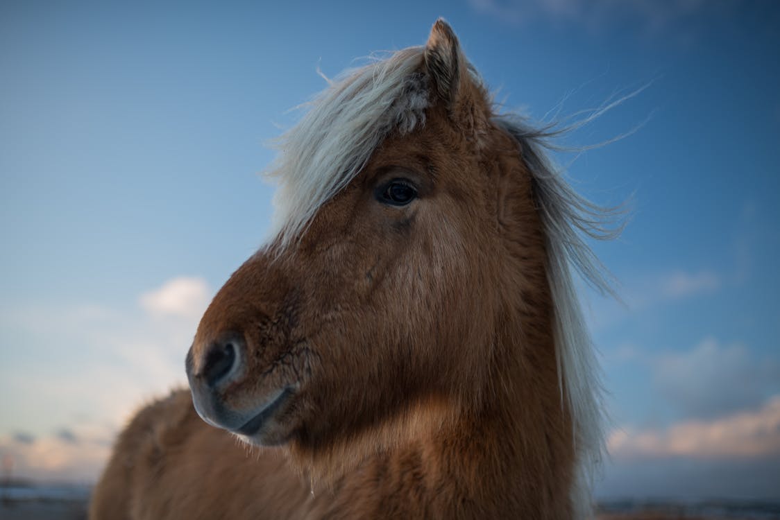 Close-Up Shot of a Pony 