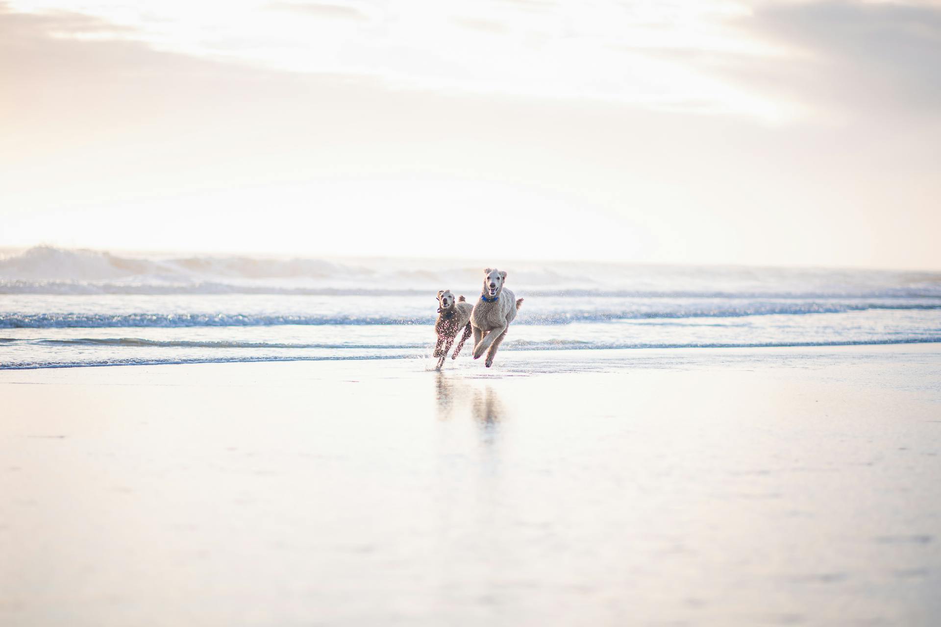 Twee honden rennen op het strand