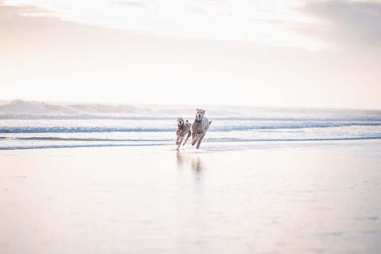 Two Dogs Running On The Beach 