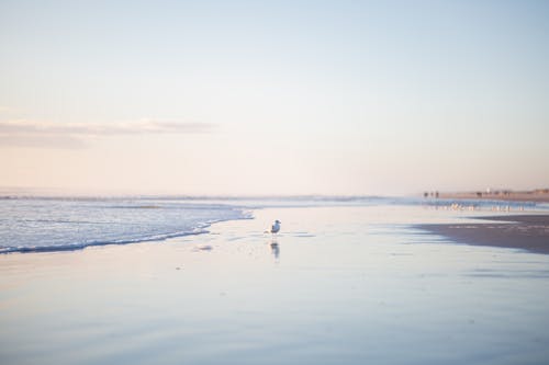 Бесплатное стоковое фото с берег, водоплавающая птица, дикая природа