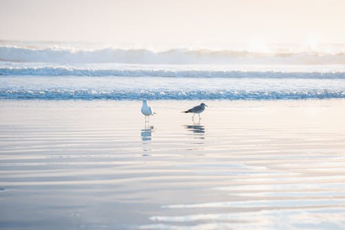 Seagulls on the Shore