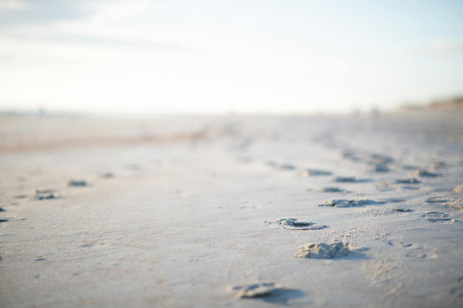 Dog Paw Prints on the Sand on the Beach