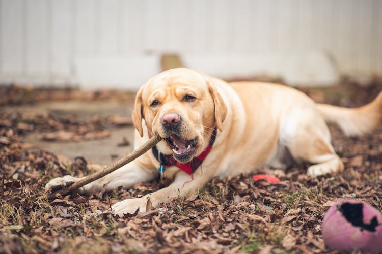 Dog Biting A Stick 