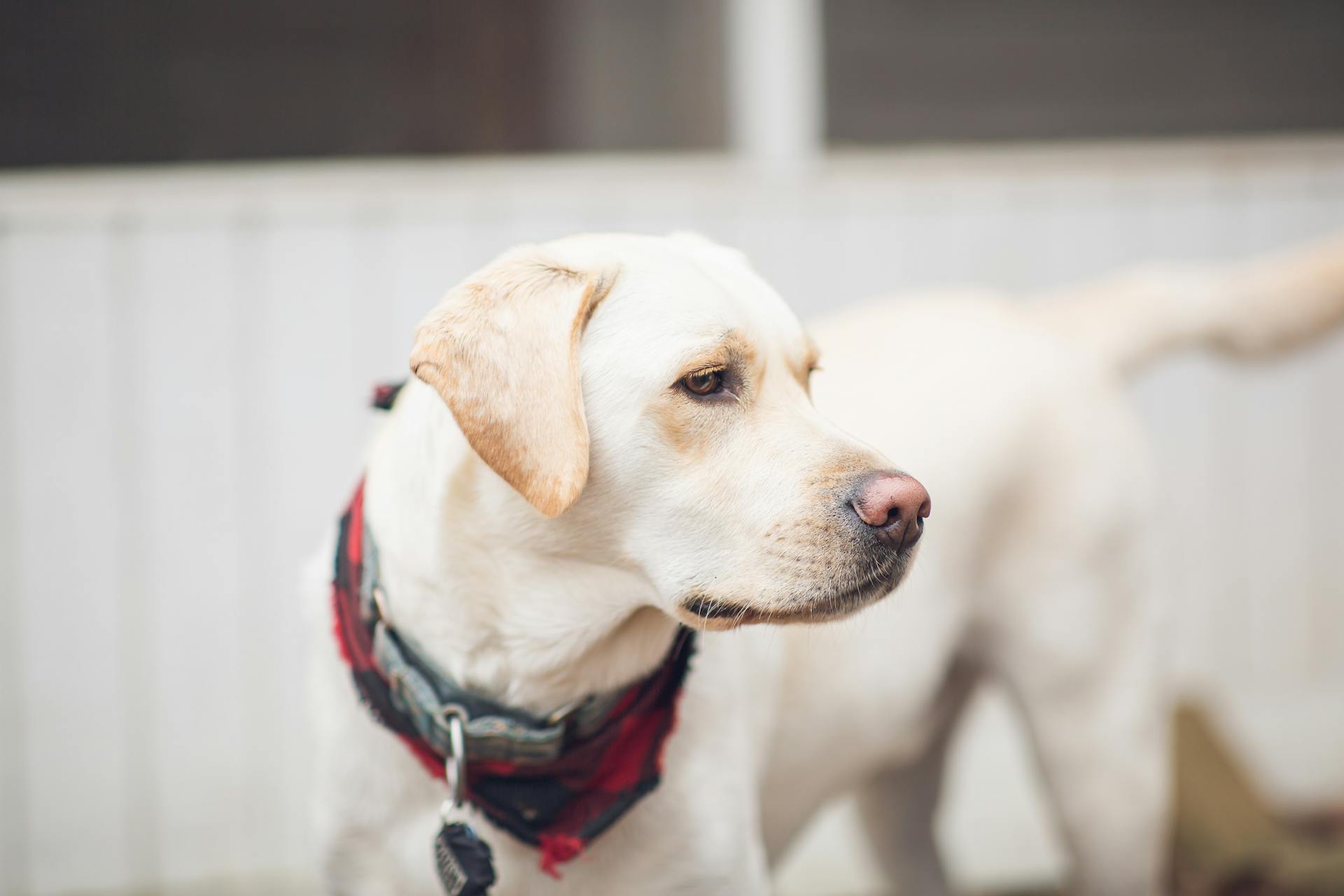 Portrait of White Labrador