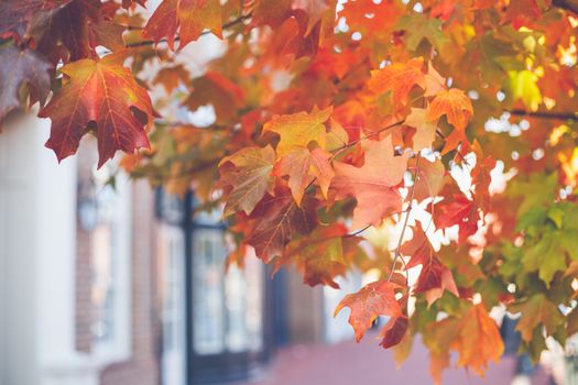 Close-up of colorful autumn maple leaves in a vibrant seasonal display.