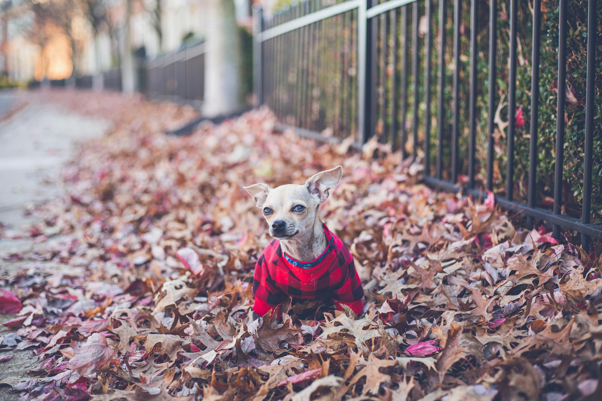 Chihuahua Dog in Autumn Leaves Pile