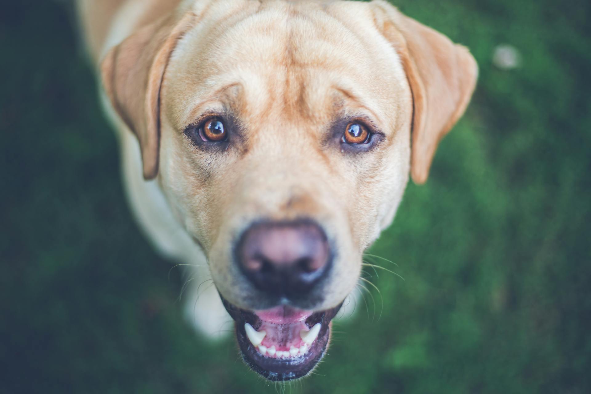 Portrait of a Labrador