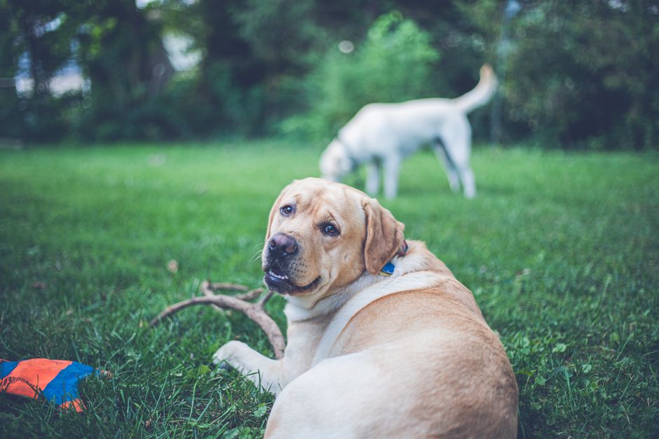 Adorable 8-week-old Labrador Retriever puppies available in Gatineau