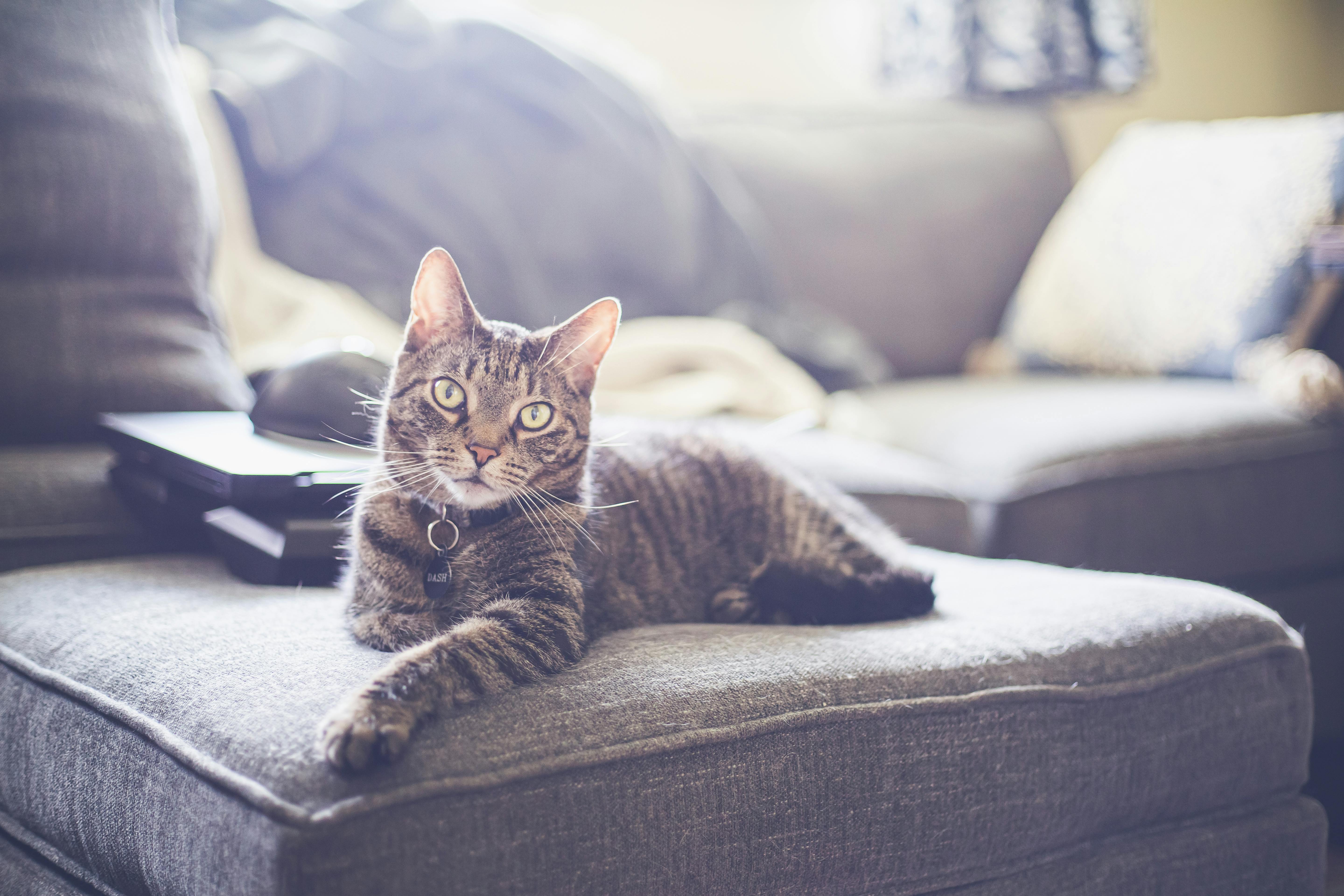 Gato en apartamento