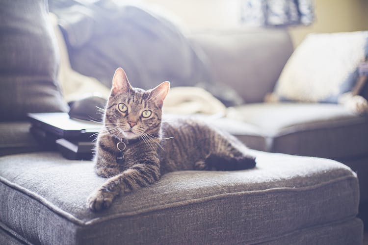 Cat Lying On A Couch 