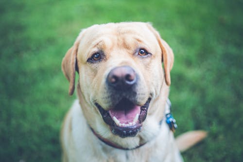Portrait of a Labrador 