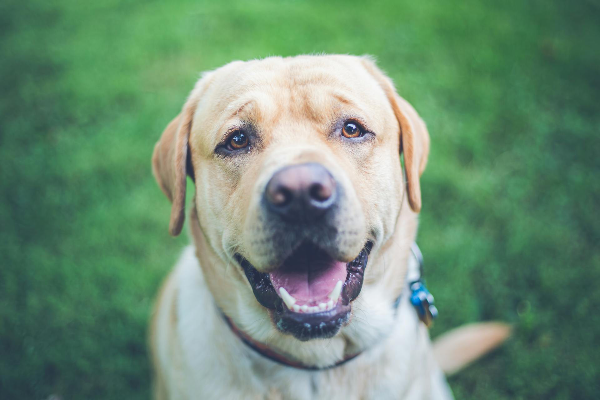 Portrait of a Labrador