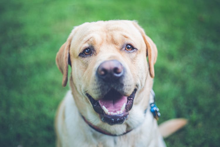 Portrait Of A Labrador 