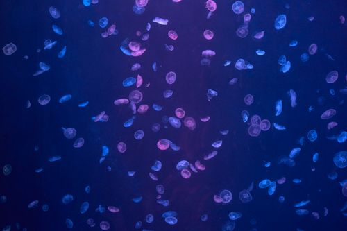 Free A captivating view of pink and blue jellyfish floating gracefully underwater in the deep ocean. Stock Photo