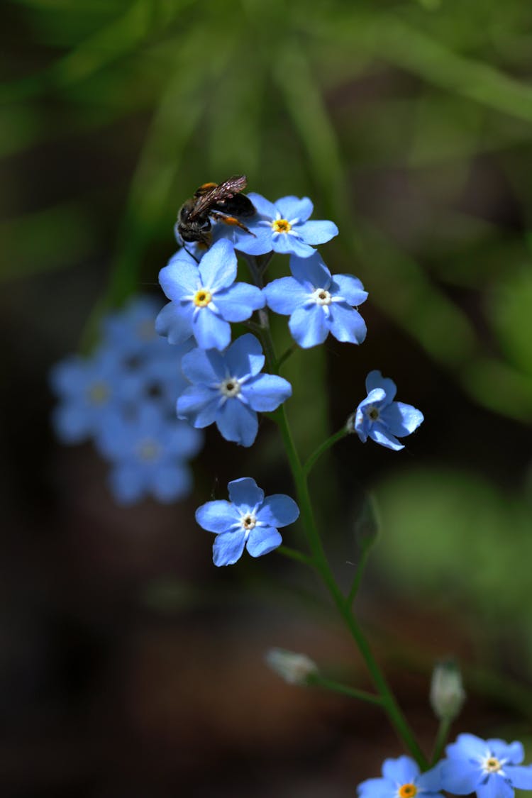 Bee On Forget-Me-Nots Flowers