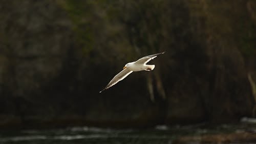 Seagull Flying 