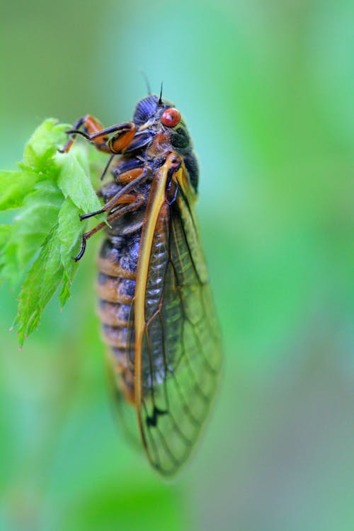 Cicada on a Leaf 